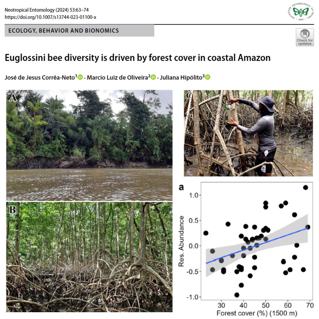 Neotrop_Entomol's tweet photo. Euglossini bee diversity is driven by forest cover in coastal Amazon
 
https://t.co/vCeWJbPQ5t
 
#neotropicalentomology #seb #insect #ecology #behavior https://t.co/WAUaRIfWMz