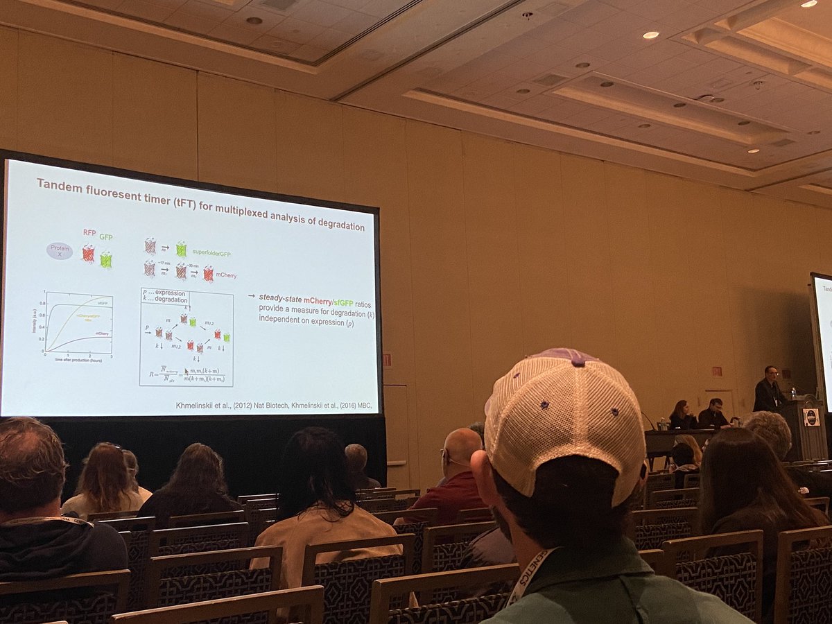 Randi_R_A's tweet photo. One reason why conferences are so cool: Getting to hear the person whose lab developed the tool I am using in my PhD work talk about it. #TAGC24 Shout out to Michael Knop and Tandem Fluorescent protein Timers! 🔴🟢🧬 https://t.co/mDalx7aFNk