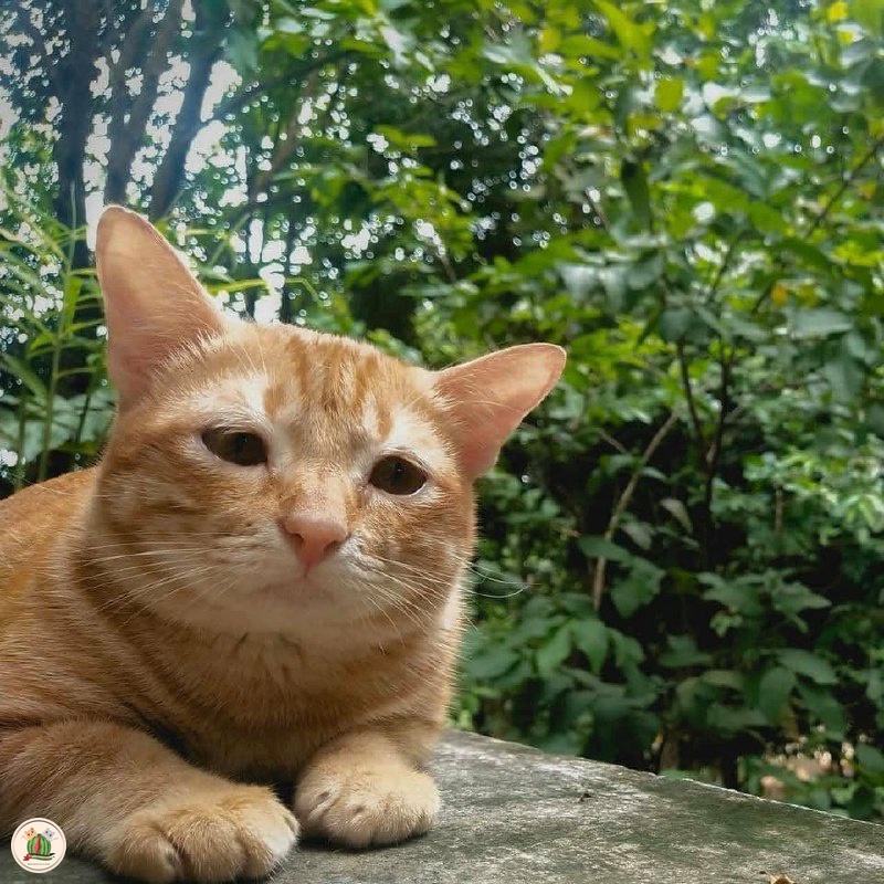 🐈 lo jagoan komplek atau kembang komplek(?)