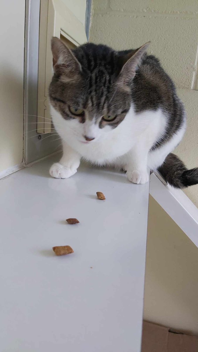 Gablesdogscats's tweet photo. CAT OF THE MONTH - Cracker
Cracker is curious to know where this trail of treats will lead...
https://t.co/ur2CCXYGkl π§‘
#rescuecatofx #rescuecats #rescuecatsoftwitter #rescuecatsofx #catsoftwitter #adoptme #plymouth #plymouthuk #catofthemonth #CrackerCat #CrackerCatOfTheMonth https://t.co/EdG53cH3TQ