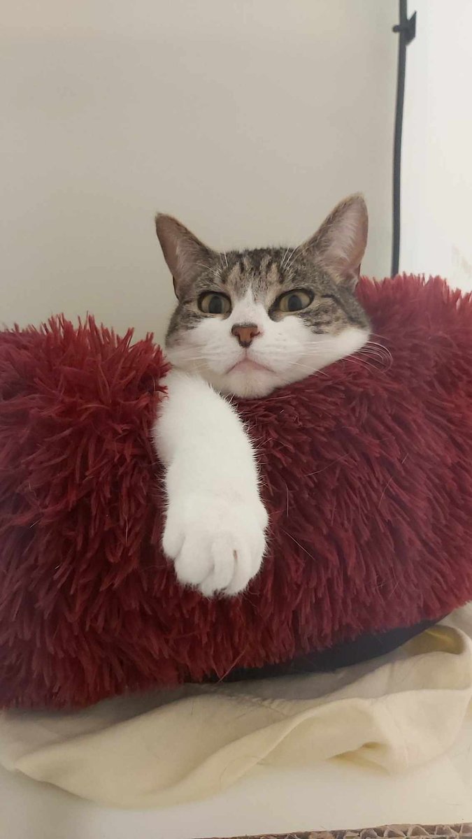 Gablesdogscats's tweet photo. CAT OF THE MONTH - Happy Mothers Day from Cracker, she's spent her Sunday morning in bed!
https://t.co/ur2CCXZe9T
#rescuecatofx #rescuecats #rescuecatsoftwitter #rescuecatsofx #catsofx #catsoftwitter #adoptme #plymouth #plymouthuk #catofthemonth #CrackerCat #CrackerCatOfTheMonth https://t.co/ZAMXcVkdA4