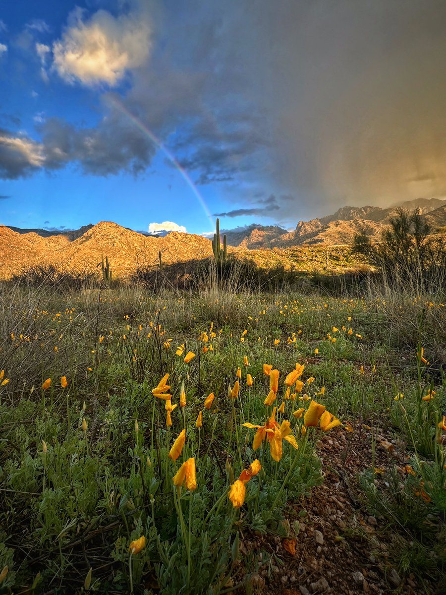 Allophile's tweet image. A memorable spring evening in the AZ desert: wildflowers, flowing water, and a rainbow to top it off:
instagram.com/reel/C4THoedr7…
@ThePhotoHour @StormHour 
#getintotheoutthere #azwx
@VisitTucsonAZ @Apple #shotoniPhone15proMax