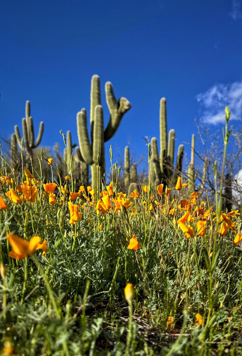 Allophile's tweet image. A memorable spring evening in the AZ desert: wildflowers, flowing water, and a rainbow to top it off:
instagram.com/reel/C4THoedr7…
@ThePhotoHour @StormHour 
#getintotheoutthere #azwx
@VisitTucsonAZ @Apple #shotoniPhone15proMax