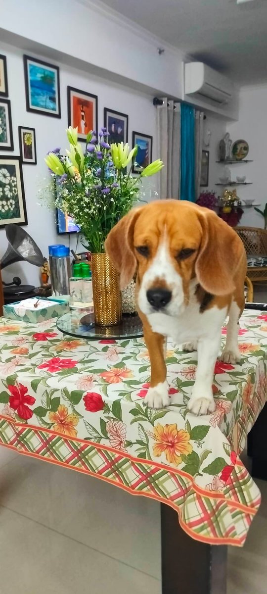 amardeep4singh's tweet photo. Willie the king and his regal style ! #Williestyle #beaglelife #beaglelove https://t.co/iPqQuNImNI