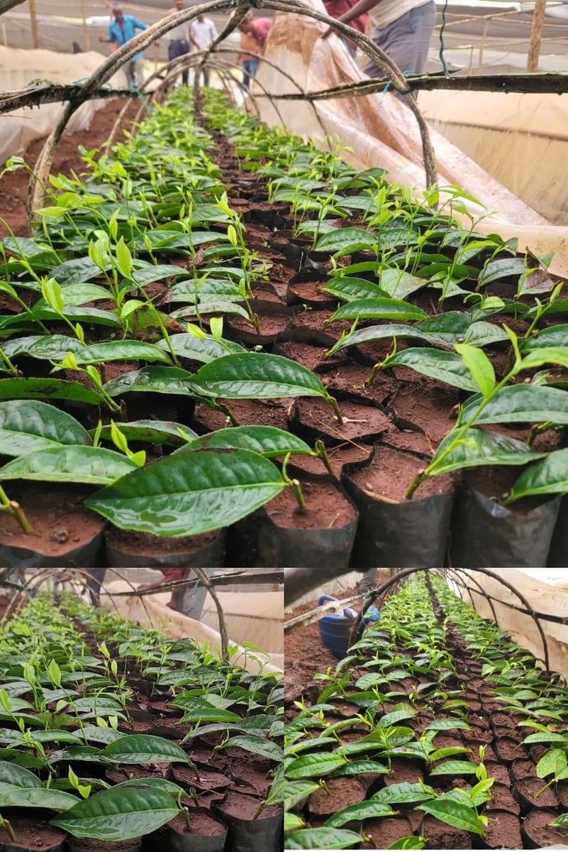ShimelisAbdisa's tweet photo. The Future of Ethiopia: export diversification 
With Alle Tea Development Deceleration of 2013 we are working aggressively preparing seedlings to cover 30,000 hectares with tea plantation. Our great farmers and DA are doing amazing job. Our economic transformation is inexorable! https://t.co/V8Nm68xqMG