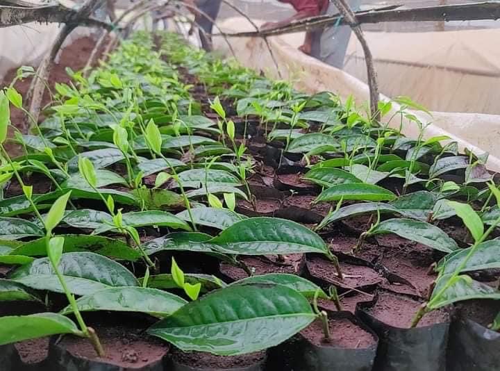 ShimelisAbdisa's tweet photo. The Future of Ethiopia: export diversification 
With Alle Tea Development Deceleration of 2013 we are working aggressively preparing seedlings to cover 30,000 hectares with tea plantation. Our great farmers and DA are doing amazing job. Our economic transformation is inexorable! https://t.co/V8Nm68xqMG