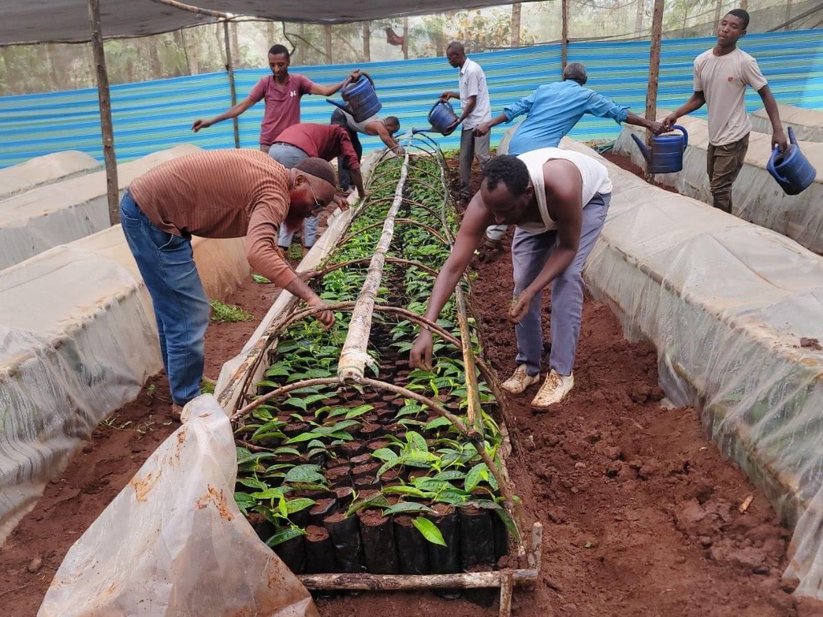 ShimelisAbdisa's tweet photo. The Future of Ethiopia: export diversification 
With Alle Tea Development Deceleration of 2013 we are working aggressively preparing seedlings to cover 30,000 hectares with tea plantation. Our great farmers and DA are doing amazing job. Our economic transformation is inexorable! https://t.co/V8Nm68xqMG