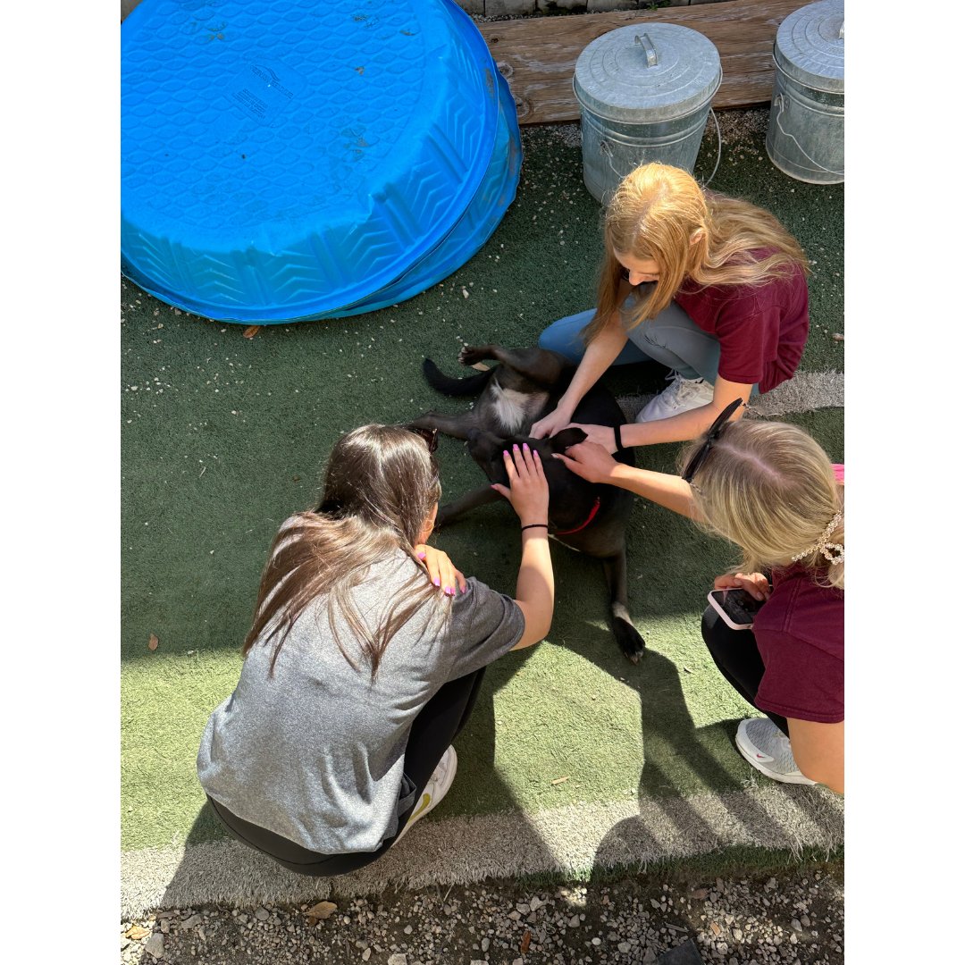 DLSStudents's tweet photo. A round of applause for our Cavs and Take Paws! Last month, our Cavaliers spent a Saturday of service giving back to @TakePawsRescue and @StrayCafe by cleaning kennels, walking, and most importantly - playing with the pups! Way to #LeadOn Cavs! https://t.co/5ekwvitinR