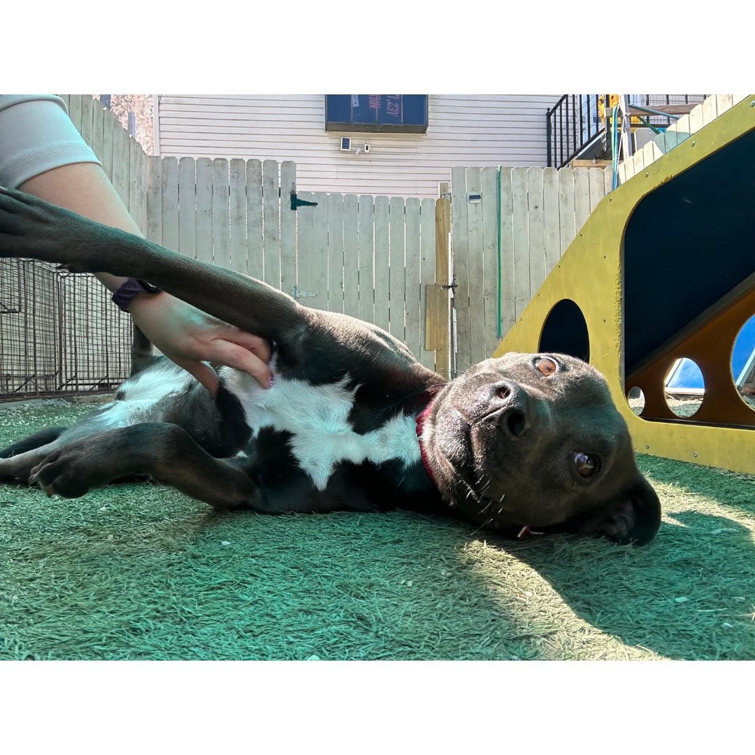 DLSStudents's tweet photo. A round of applause for our Cavs and Take Paws! Last month, our Cavaliers spent a Saturday of service giving back to @TakePawsRescue and @StrayCafe by cleaning kennels, walking, and most importantly - playing with the pups! Way to #LeadOn Cavs! https://t.co/5ekwvitinR