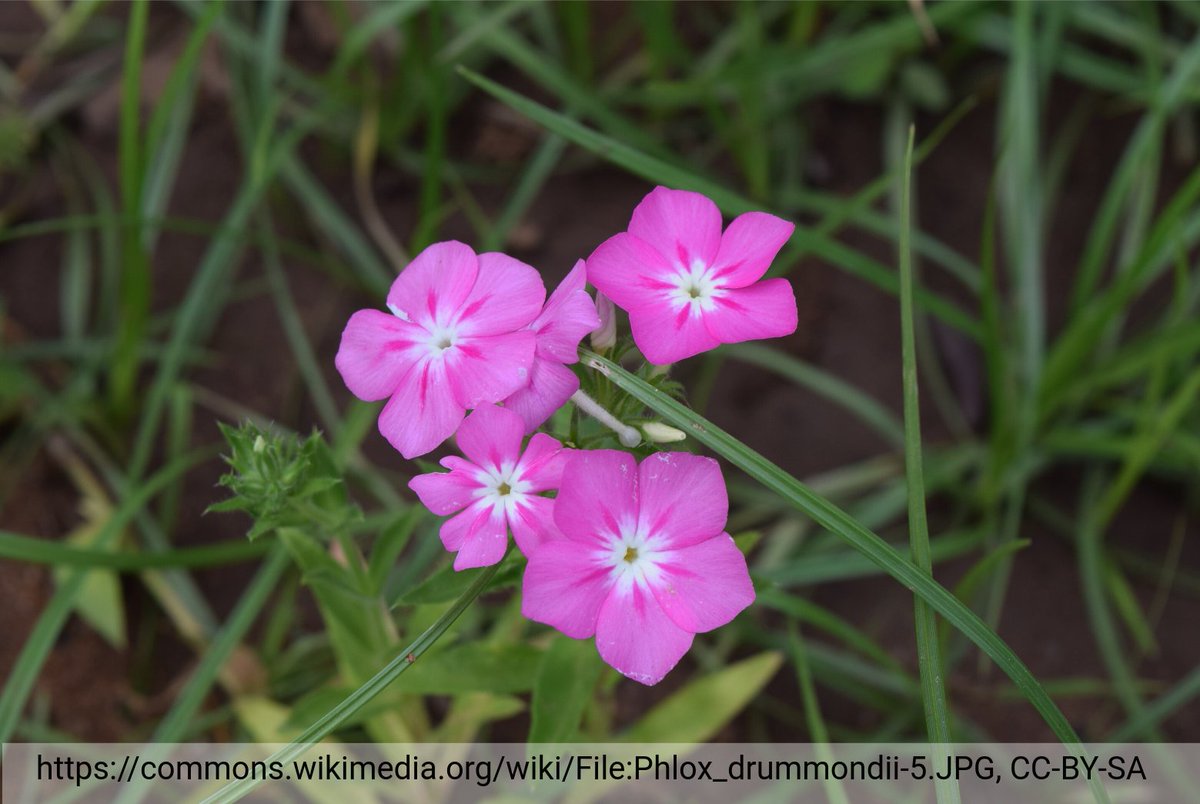 A point mutation in an anthocyanin MYB gene promoter generates a cis-regulatory element and leads to increased anthocyanin production in Phlox drummondii contributing to speciation #MybMonday (details: lnk.tu-bs.de/kUOx7a & doi.org/10.1101/2023.0…)