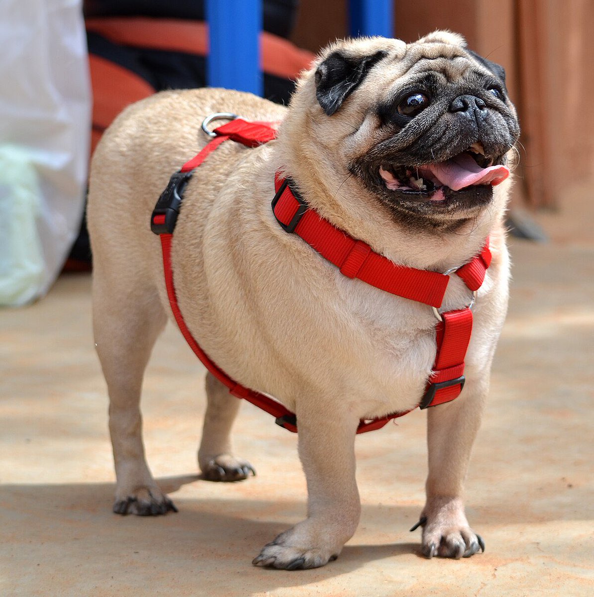 ZebrahG's tweet photo. PUG: No le sabes a respirar. https://t.co/vTk0yl7HOX