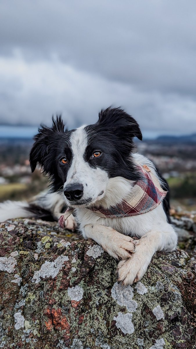 Tomeckus's tweet photo. @HartCollie Couple of leashes on the way from your lovely Barra 🤍🖤 https://t.co/eVRh89ErPR