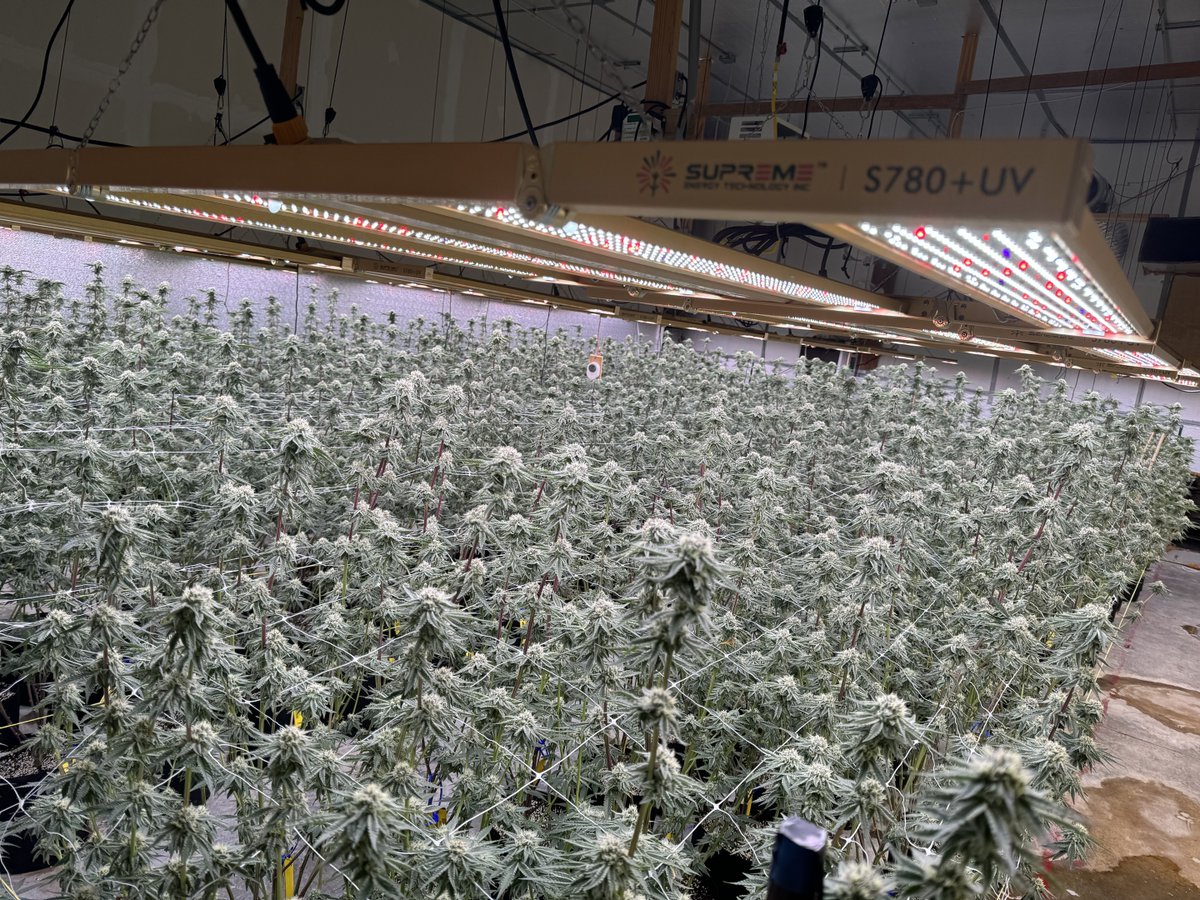 supremegrowlig1's tweet photo. The effect in three weeks, using supremegrowlight, S780+UV#supremegrowlight.com#Greenhouse #S1200#S1000#S780#growshop #Mission Hydroponics #HydroPlanet Depot#lighting #stealthgrow #growlight#The Growers Depot#indoorgrowing#growyourown #verticalfarms #ledgrowlights #growlights https://t.co/q7mY4PmpBl