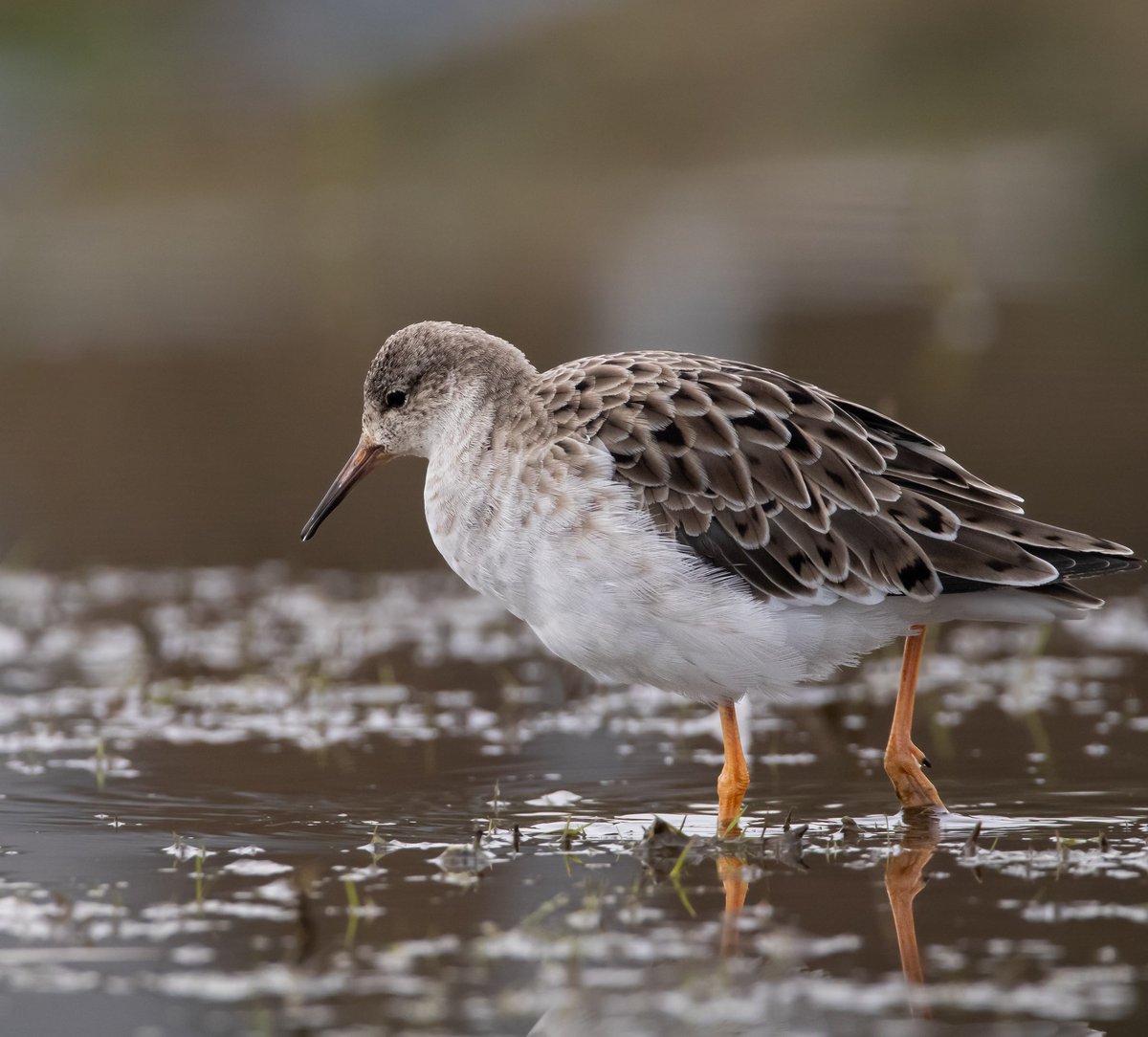 CitrusBirding's tweet photo. A brilliant day over at RSPB Frampton Marsh last Sunday! Just incredible views of the Lesser Yellowlegs, which at one point came within 10 inches of us as it walked up the fence line of the car park! Surprised to see how tame the Ruff were as well. They gave brilliant views. https://t.co/lVd9hAm7Us