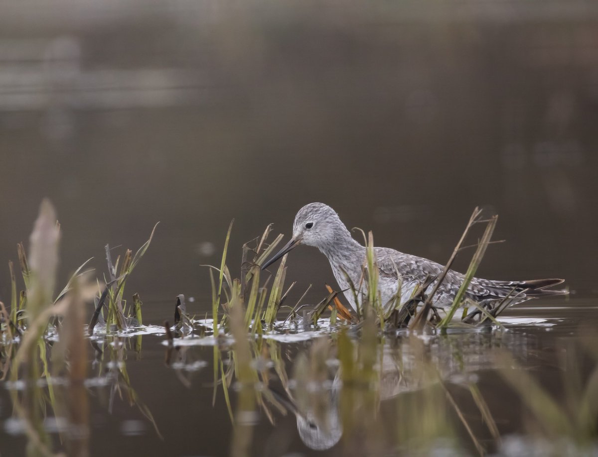CitrusBirding's tweet photo. A brilliant day over at RSPB Frampton Marsh last Sunday! Just incredible views of the Lesser Yellowlegs, which at one point came within 10 inches of us as it walked up the fence line of the car park! Surprised to see how tame the Ruff were as well. They gave brilliant views. https://t.co/lVd9hAm7Us