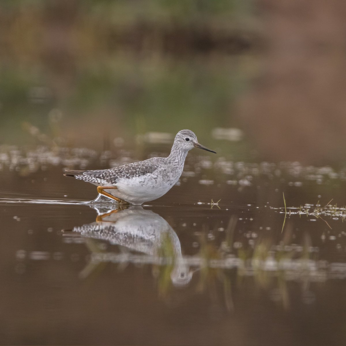 CitrusBirding's tweet photo. A brilliant day over at RSPB Frampton Marsh last Sunday! Just incredible views of the Lesser Yellowlegs, which at one point came within 10 inches of us as it walked up the fence line of the car park! Surprised to see how tame the Ruff were as well. They gave brilliant views. https://t.co/lVd9hAm7Us