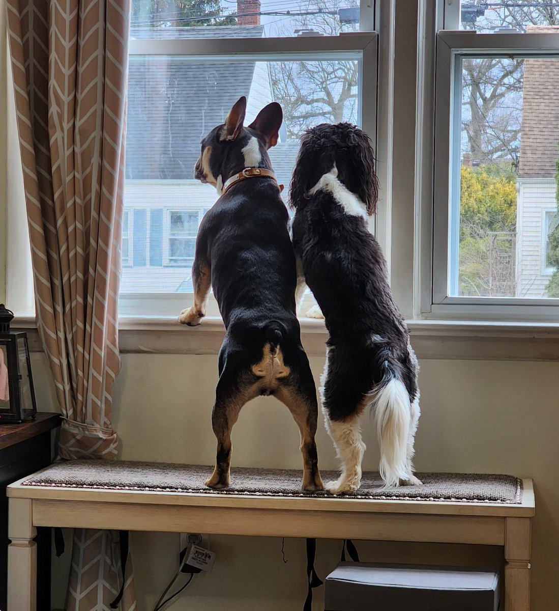 cerilli2's tweet photo. Day 14 of this family of @Mets fans trying to let @JoeyVotto know we named our dog after him.

Little Votto recently spent the day with his bestie Remy. https://t.co/UMAOzJWABc