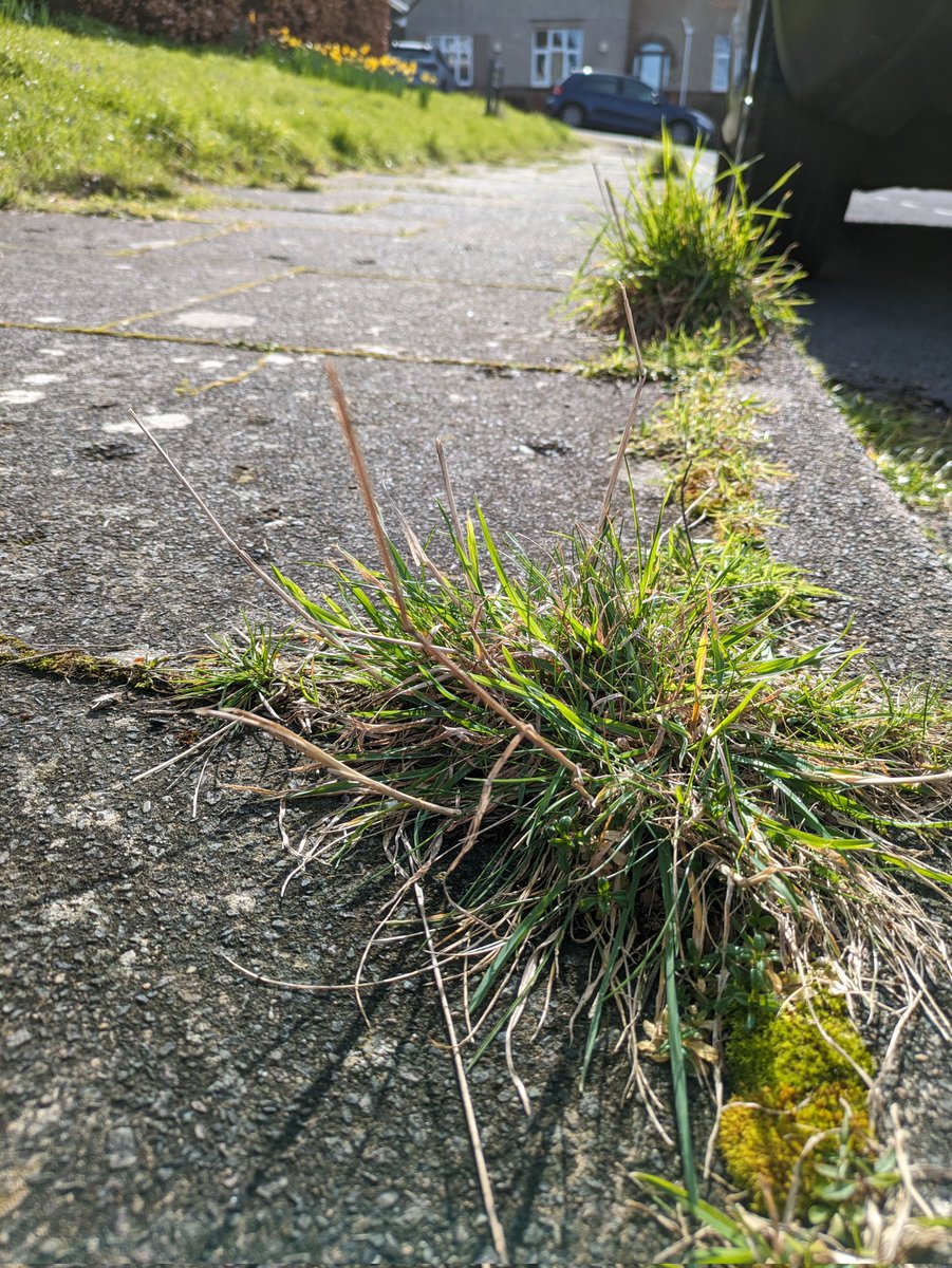 Airhead2's tweet photo. Dear Brighton and Hove residents, we can do this without glyphosate, work work family, friends and neighbours to your paths. You know it makes sense!  @SteveGeliot @PKBook22 @PAN_UK @ButterflyDan @LatestTVBtn @LivingCoastUK @CPRESussex @btnhovewildlife @CoLeeves @Kate_Bradbury https://t.co/3l5gUT9Vni