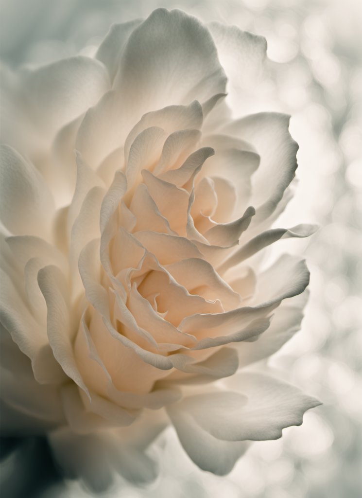 4Kurious's tweet image. Petals unfold in strength and softness, echoing the spirit of womanhood. 

#PetalsOfResilience 
#WomensDay2024
#AIFlora