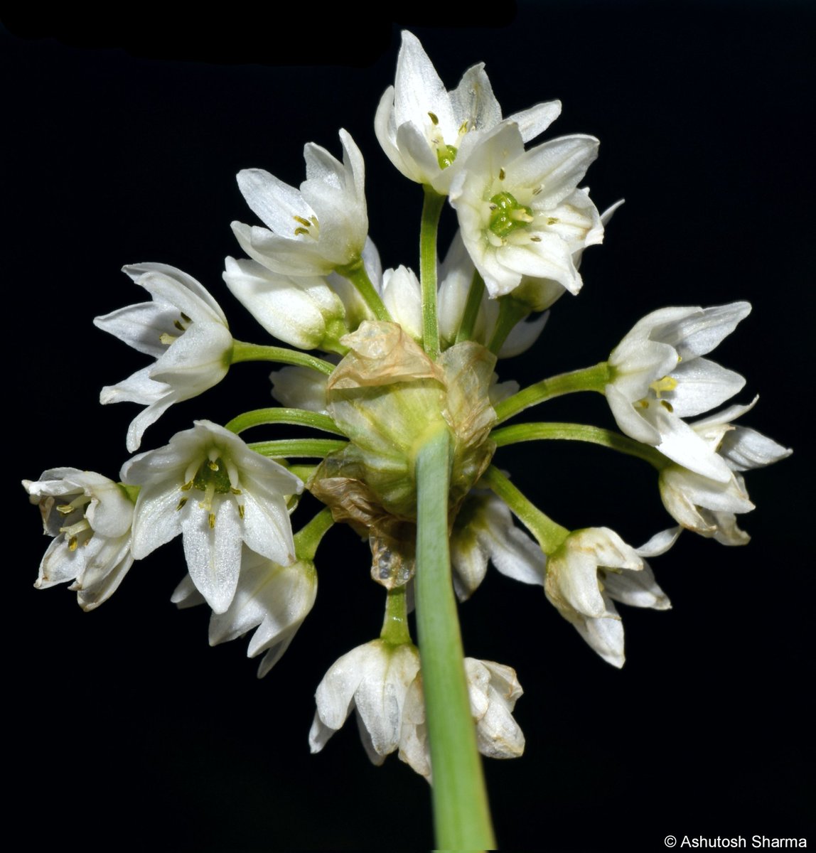 Ashutosh_05sn's tweet photo. Allium humile
Small Alpine Garlic
One of the 40 sp. of wild #Allium from Western #Himalayas. This one was clicked after a day-long hike in #GHNP, #Kullu at 4000 m in a #subalpine meadow with #Rhododendron campanulatum.
#iambotanist #taxonomy #flora #Allium #plants #garlic https://t.co/rTK6MgVeAK