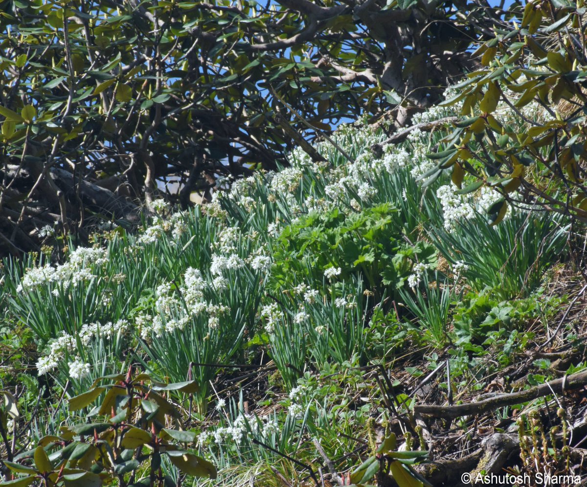 Ashutosh_05sn's tweet photo. Allium humile
Small Alpine Garlic
One of the 40 sp. of wild #Allium from Western #Himalayas. This one was clicked after a day-long hike in #GHNP, #Kullu at 4000 m in a #subalpine meadow with #Rhododendron campanulatum.
#iambotanist #taxonomy #flora #Allium #plants #garlic https://t.co/rTK6MgVeAK