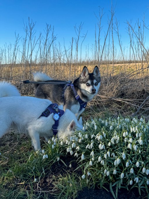 What do you call this little first flower of spring in your language? In mine it’s Vintergæk ?❄️ https://t
