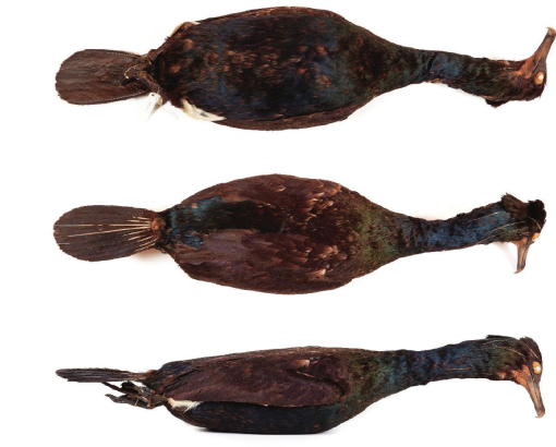 NEW PAPER! With Theo Squires, we tracked down specimens of the extinct Spectacled Cormorant, and tried to unpick their histories. Open access in @online_BOC bioone.org/journals/bulle… (1/5)