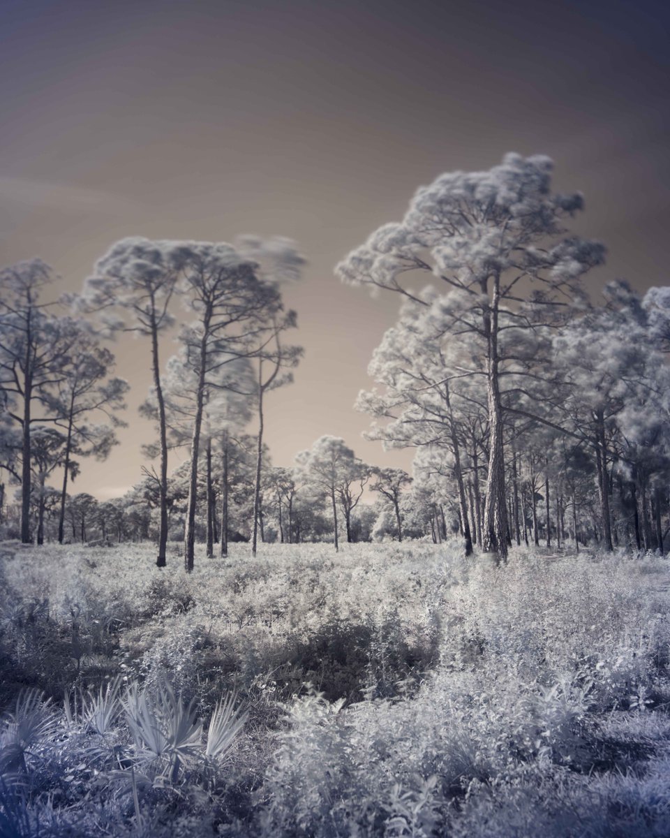 DruidActual's tweet photo. Ghostlands II
∞
Infrared photography https://t.co/1WLiR4VOdw