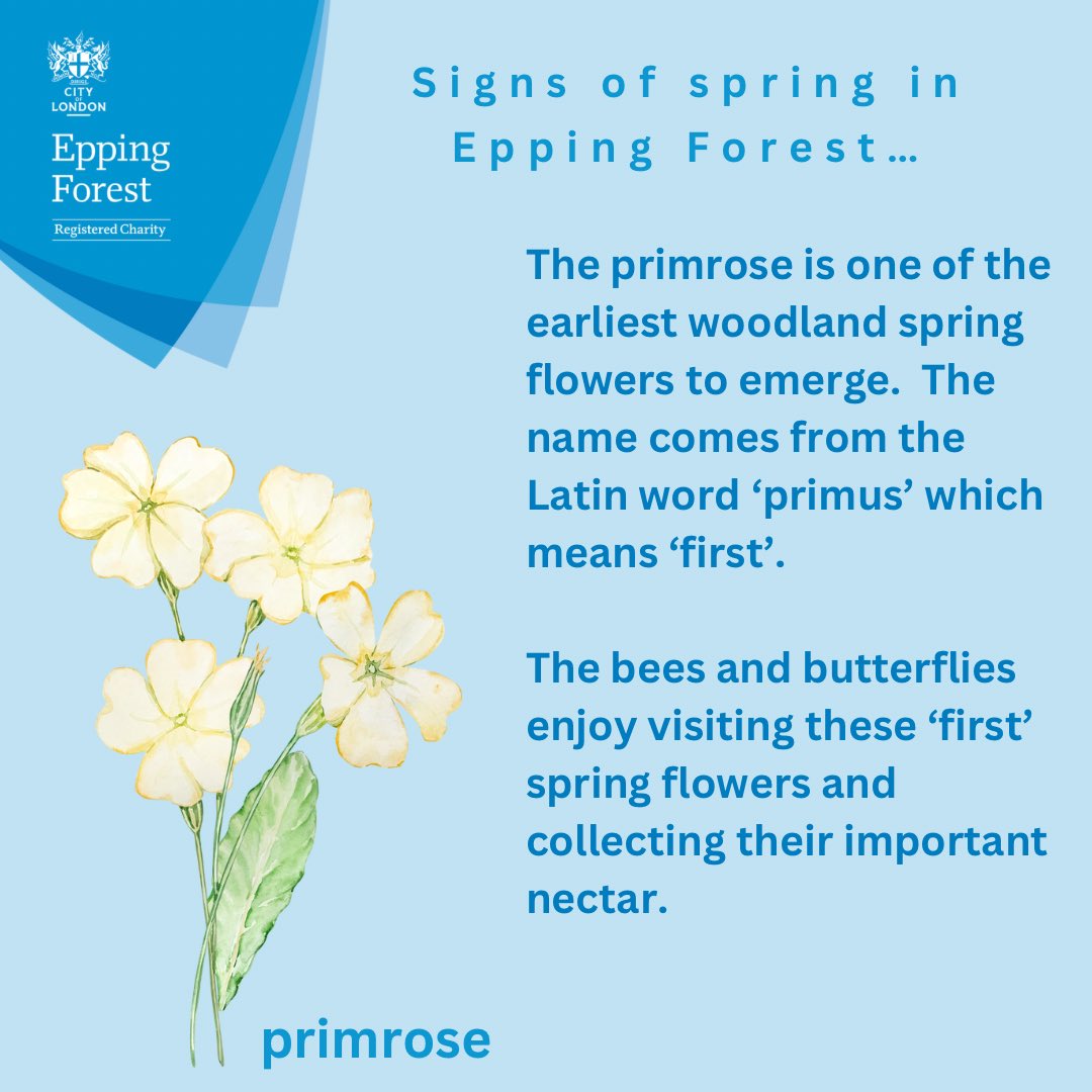 CoLEppingForest's tweet photo. The primroses are now in flower in #EppingForest ๐ #SignsOfSpring #EppingForestSpring24 https://t.co/0BcROkV4w5