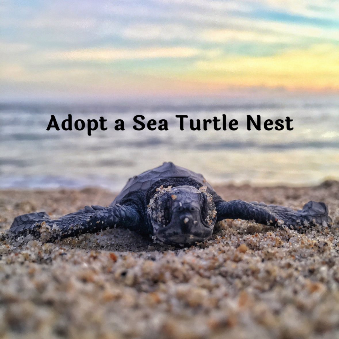 The 2024 sea turtle nesting season has begun! You can give them a helping hand by adopting a sea turtle nest. Learn more ➡️ savetheseaturtle.org/AdoptSeaTurtle/

#nestingseason2024 #seaturtle #education #awareness #protection #savetheseaturtles #seaturtlelove #NSTSTF #extictionisforever