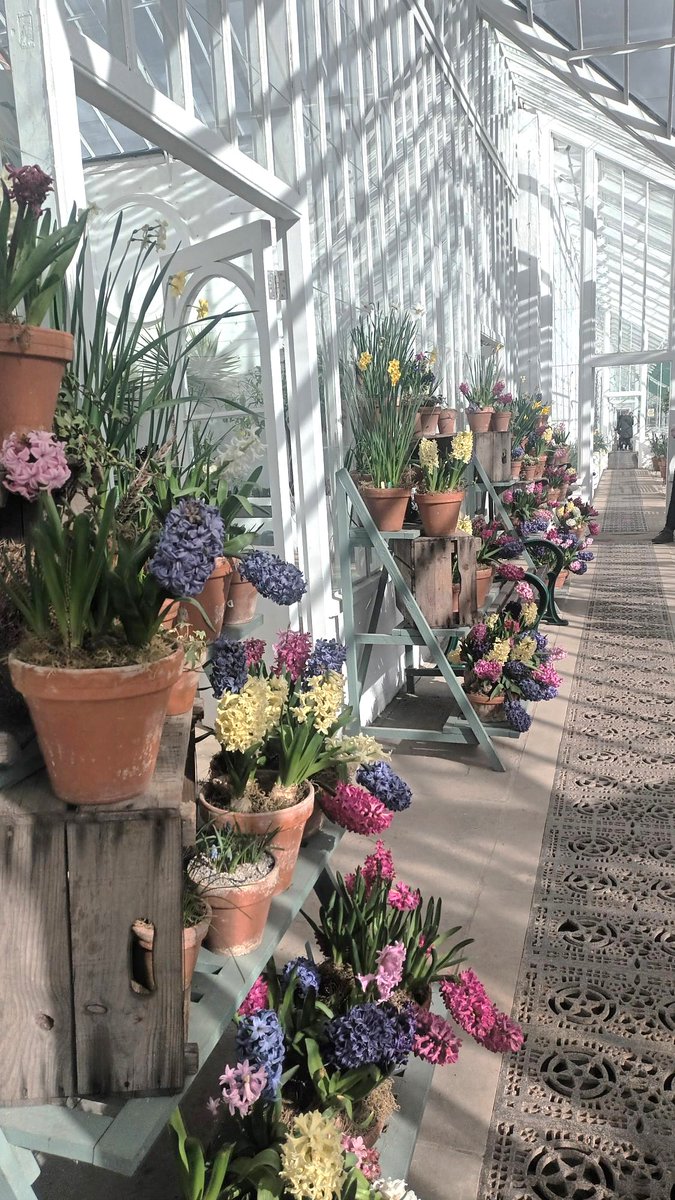 Greeted by a glorious parade of hyacinth <a href="/NTClumberPark/">Clumber Park, National Trust</a>
