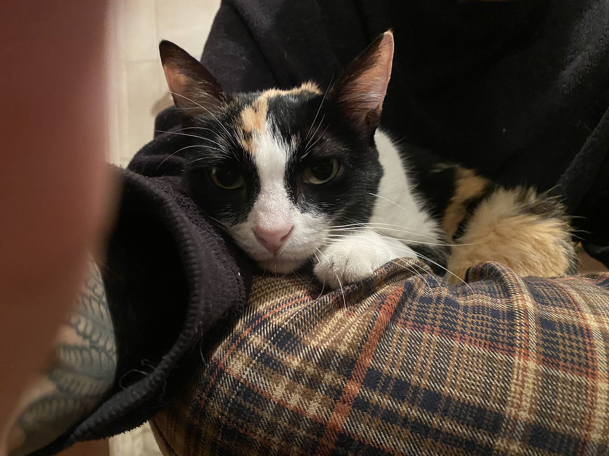 Hola, estoy vendiendo estos accesorios con baño de oro para recaudar dinero para el tratamiento veterinario de mi gatita Trico que tiene pancreatitis. 

Los zarcillos pequeños y las argollas están en $5 y los collares en $7. Estoy en Caracas🖤

Por favor ayúdenme a difundir 🥺