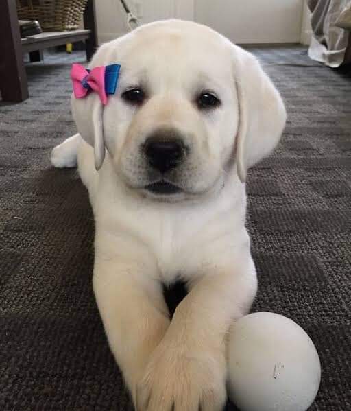 sweet_labrador's tweet photo. I nuted the tie on her,look how sweet she is🥰 https://t.co/UUVDzdsnH8