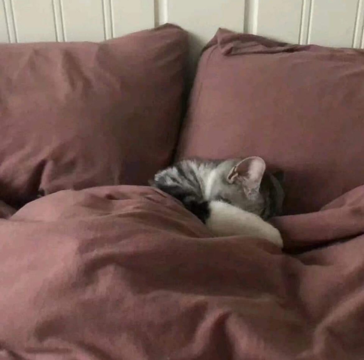 PunchingCat's tweet photo. the plans for today: https://t.co/gMFxBD2Qzm