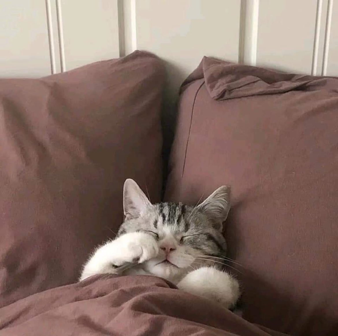 PunchingCat's tweet photo. the plans for today: https://t.co/gMFxBD2Qzm