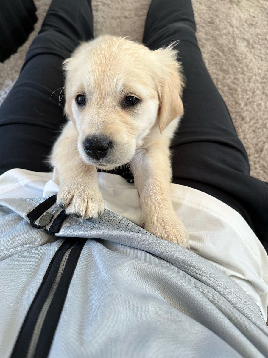 miniminter's tweet photo. Meet Lilo 🐶 https://t.co/mCOWzPgXtQ