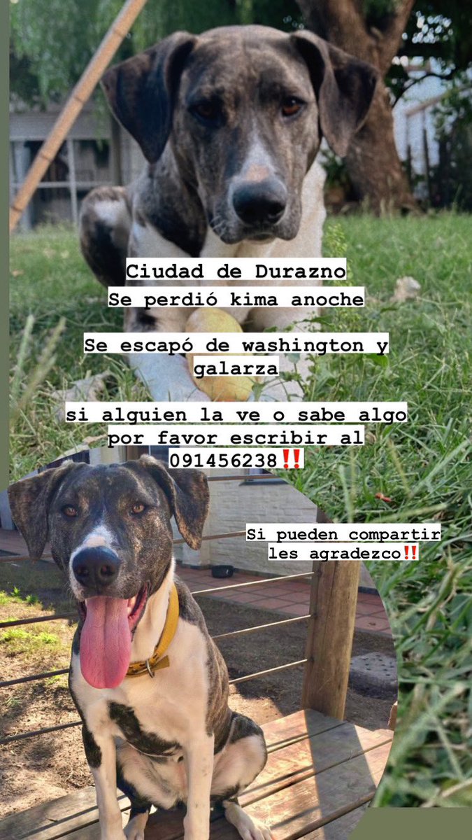 martinasueiro's tweet photo. Se asustó anoche con la tormenta y se perdió‼️

CIUDAD DE DURAZNO 

Si pueden compartir o si saben algo por favor escribirme / 091456238

Ayúdenme a que vuelva a casa🥺🙏🏽 https://t.co/ihnopWTRd1