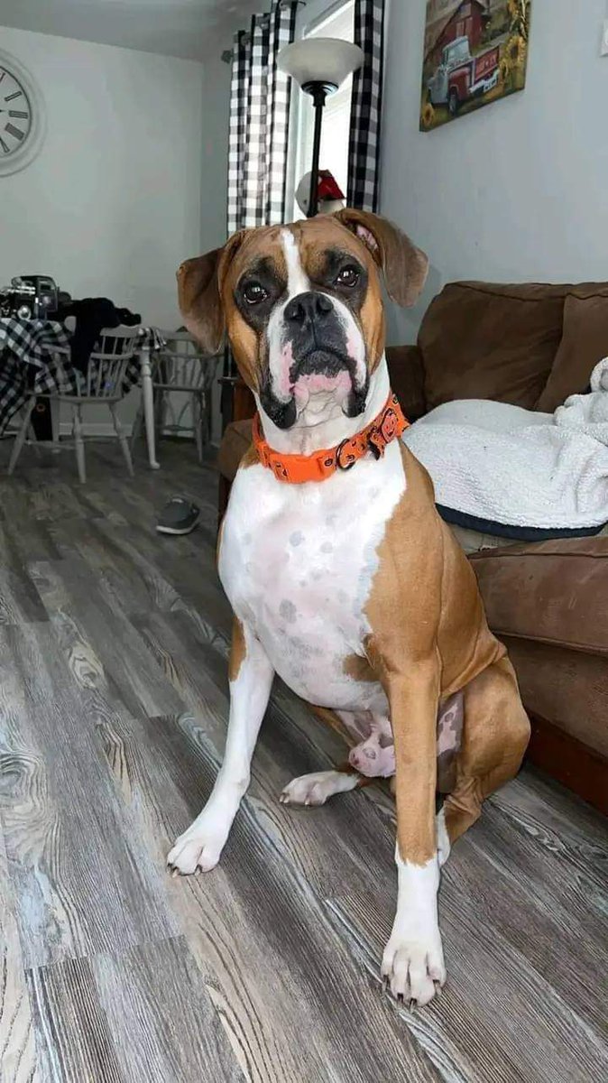 Boxer Lovers tweet media