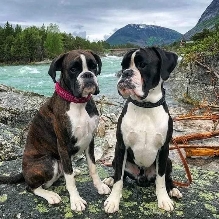 Boxer Lovers tweet media