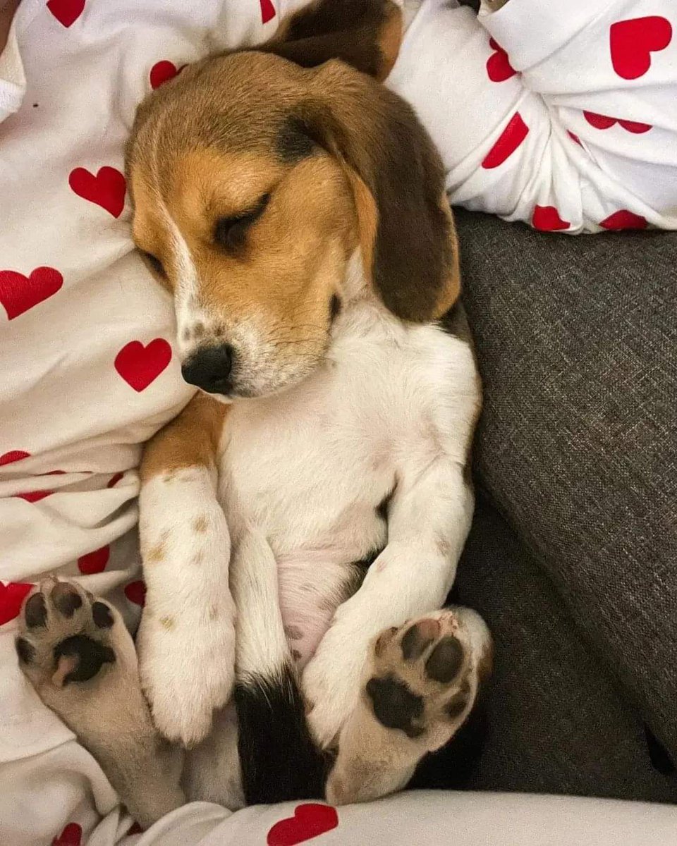 Beagle_loverss's tweet photo. Sleepy
#beaglelover https://t.co/8qlqEeqDQe