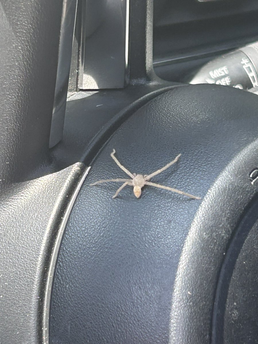 zsm092's tweet photo. @Arachno_Cosas 
Hola !  Está araña estaba dentro mi carro . Puede ser venenosa ? https://t.co/TWeBDsBgIv