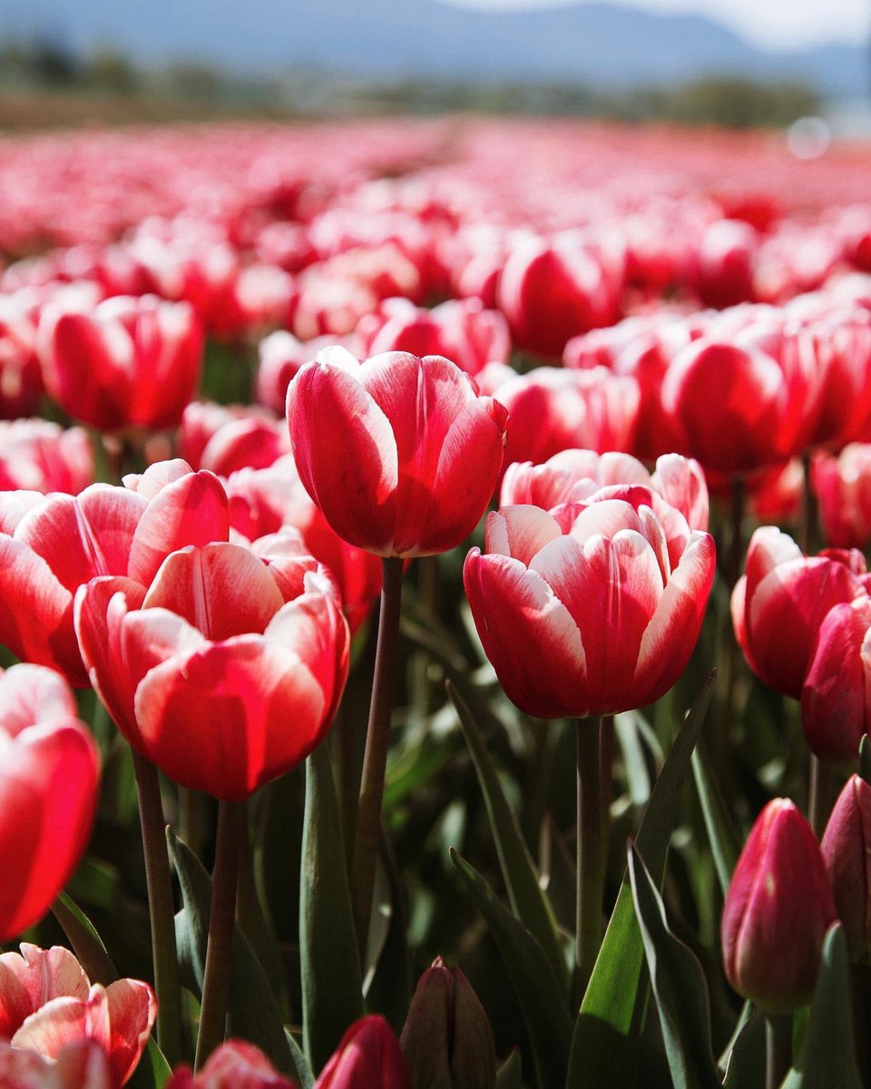 Counting the days until the fields at Harrison Tulip Festival burst into millions of beautiful spring blooms. Coming in April 🌷

Follow @onosfarms for field updates and opening day announcements. 

#harrisontulipfest #Agassiz #Harrisonrivervalley #theFraservalley #GardensBC