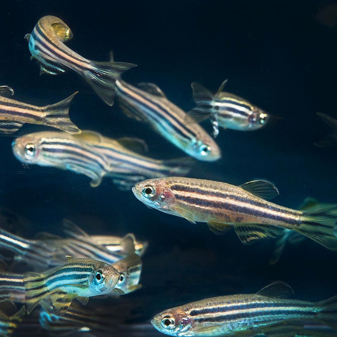 ZebrafishRock's tweet photo. Did you know the popular wild-type strain 'AB' originated from a mating between strain A and strain B purchased by Charline Walker on two separate occasions from a pet shop in Albany, Oregon? This helped transform #zebrafish from household pet to a model of human disease and development. #ZebrafishFunFacts
