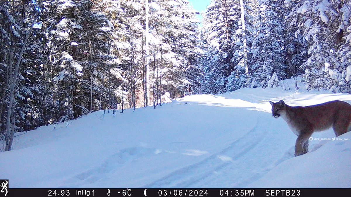 Snow cat!! I'm loving pretty much everything about this #trailcamera photo... beautiful #mountainlion, snowy scenery, daytime shot❣️ So appreciate that these magnificent critters roam the woods 🦁🐾