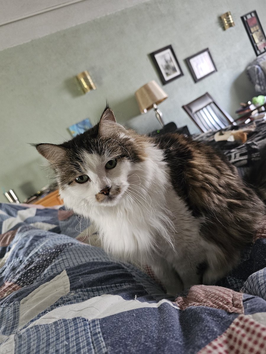 RatherEarnest's tweet photo. Raku days I should be paying more attention to her. #Caturday #Naps #napinterrupted https://t.co/Sc00qd1ivj