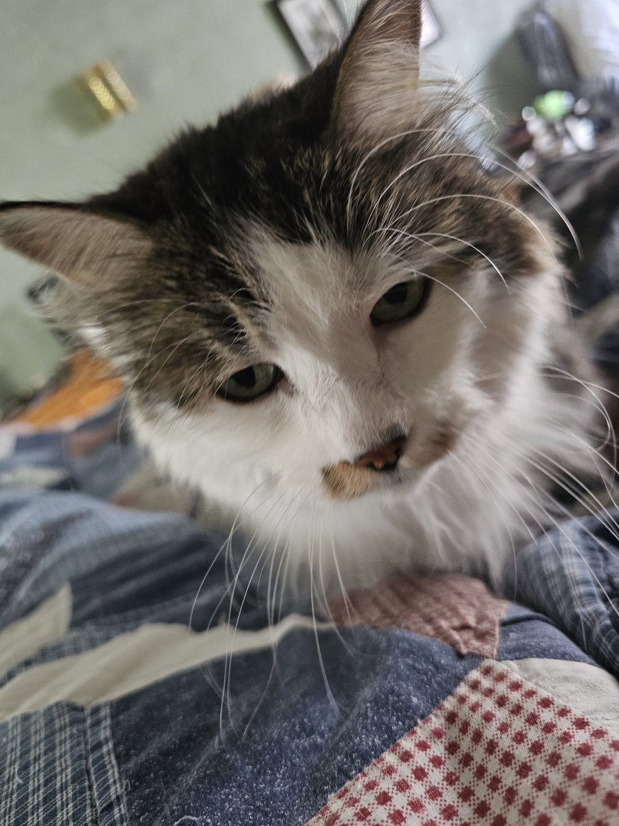 RatherEarnest's tweet photo. Raku days I should be paying more attention to her. #Caturday #Naps #napinterrupted https://t.co/Sc00qd1ivj