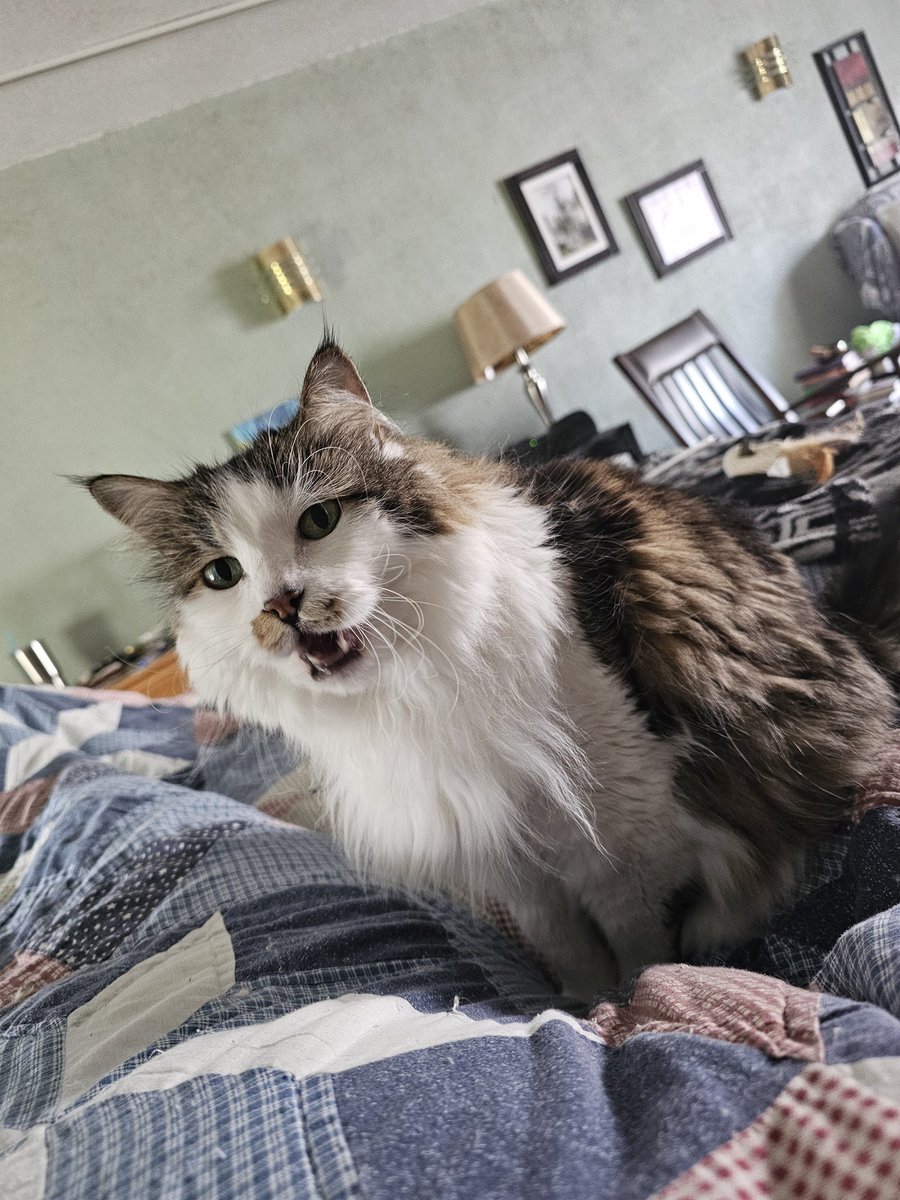 RatherEarnest's tweet photo. Raku days I should be paying more attention to her. #Caturday #Naps #napinterrupted https://t.co/Sc00qd1ivj