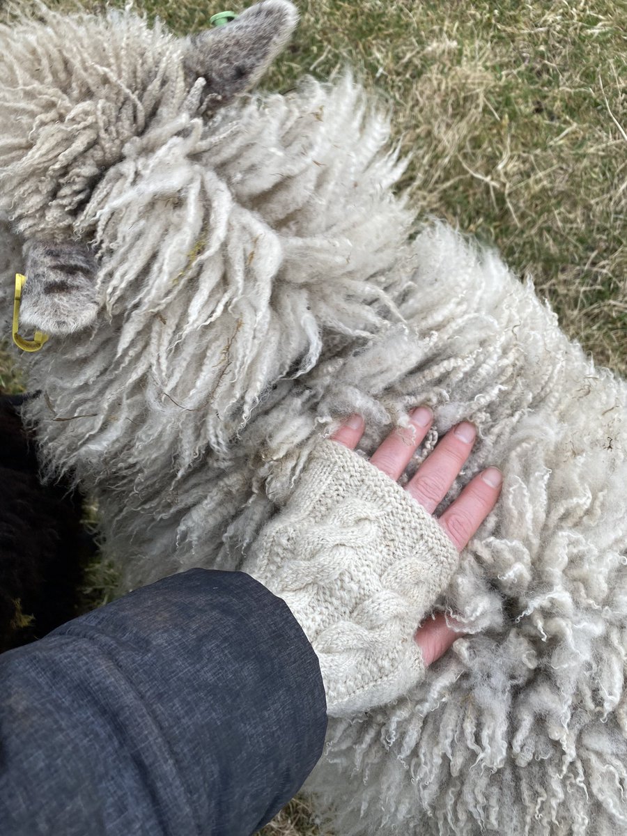 LunanBayFarm's tweet image. From farm to garm. Our incredibly soft yet durable mitts made from our single estate Shetland Cashmere yarn grown here at Lunan Bay. #cashmeregloves #shetlandwool #scottishcashmere
