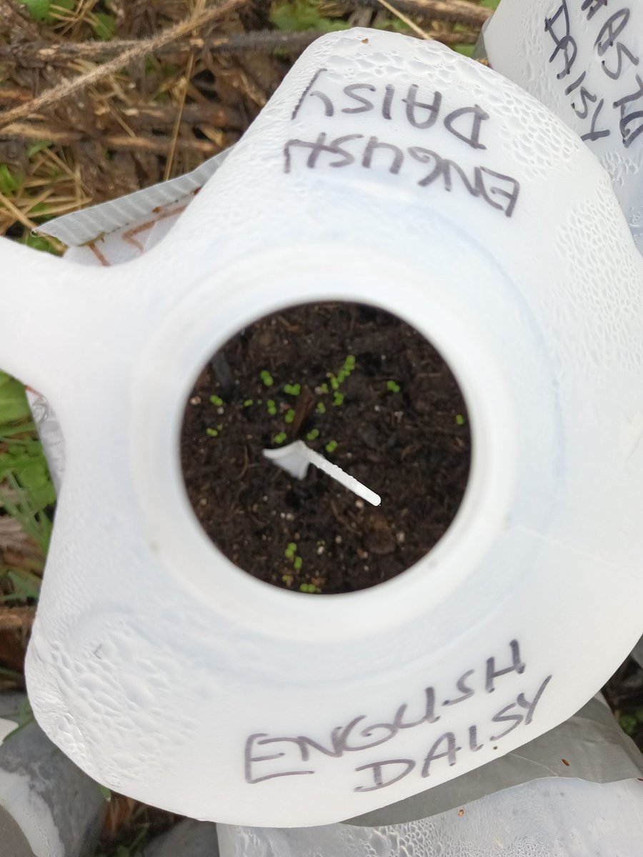 RuthJoy96960173's tweet photo. Saturday in the garden. #wintersowing https://t.co/iQuBUgNfZt