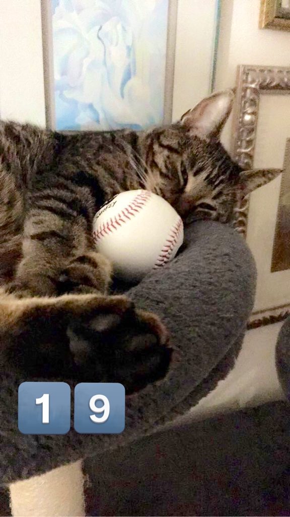 leeeahhhhh's tweet photo. 19 days. 😻⚾️😻

#MLBCaturday #Caturday 
#BaseballCat https://t.co/xBke2AzdpI
